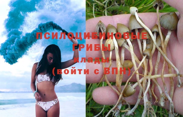 ГАЛЛЮЦИНОГЕННЫЕ ГРИБЫ Новозыбков
